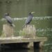 Unraveling the Fascinating Migratory Journeys Across the Americas: Costa Rica’s Unique South-North and North-South Flows