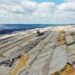 Arkansas Sparks a Green Revolution with Pioneering Forest Restoration Projects!