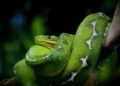 Unveiling the Top 10 Anaconda Havens: Explore Their Thriving Habitats from Brazil to French Guiana!