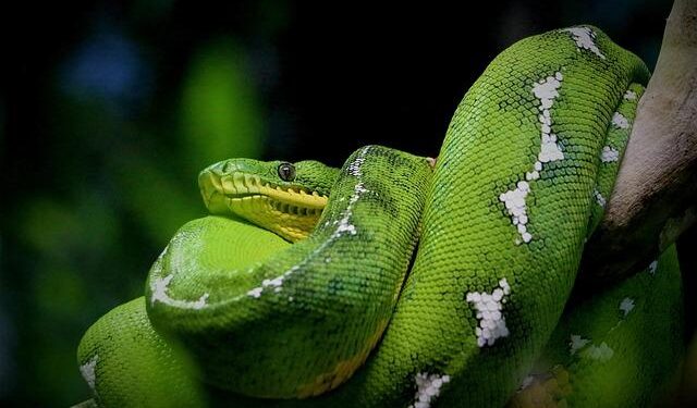 Unveiling the Top 10 Anaconda Havens: Explore Their Thriving Habitats from Brazil to French Guiana!