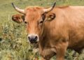 Ranchers Revolt: U.S.-Argentina Trade Deal Sparks Outrage from North Dakota to Texas!
