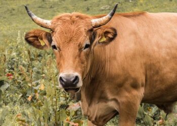 Ranchers Revolt: U.S.-Argentina Trade Deal Sparks Outrage from North Dakota to Texas!