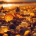 Unearthing the Mysteries of South America’s Ancient Gondwanan Forests Through Cretaceous Amber Discoveries
