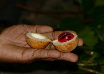 Nutmeg: The Catalyst for Grenada’s Economic Transformation