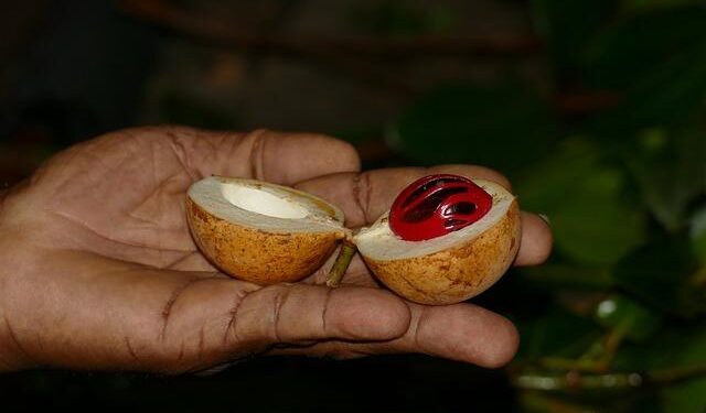 Nutmeg: The Catalyst for Grenada’s Economic Transformation