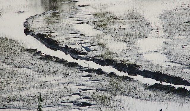 Suriname’s Elections: A Pivotal Opportunity for Environmental Change