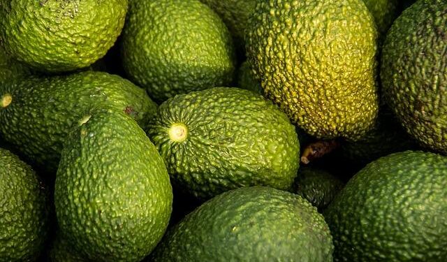 Avocado Industry in Turmoil: The $5 Million Heist of ‘El Poncho’ Sends Shockwaves Through a $3.65 Billion Market!