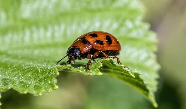 Strength in Unity: Latin American Nations Join Forces for Urban Pest Control Solutions