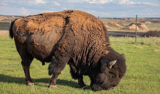 Exploring the Fascinating Legacy of North American Bison: Insights from a Revolutionary New Study