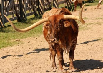 Texas vs. California: The Ultimate Showdown of Two Titans!