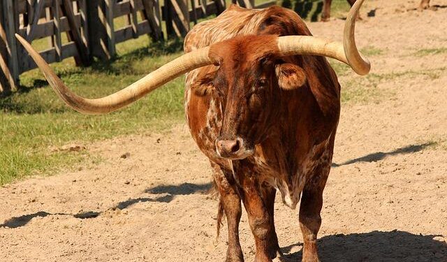 Texas vs. California: The Ultimate Showdown of Two Titans!