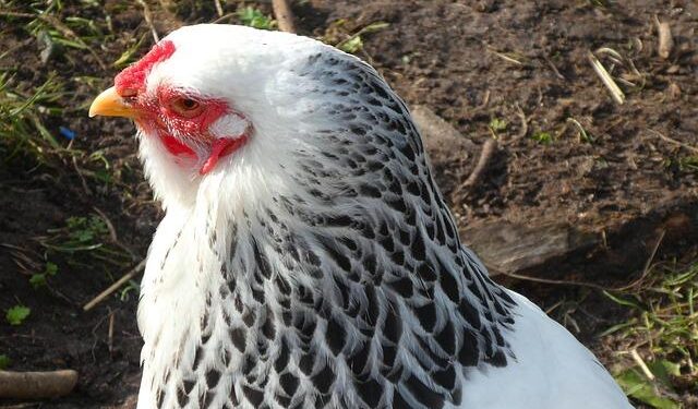 Brazil Aims to Boost Poultry and Pork Exports to Jamaica