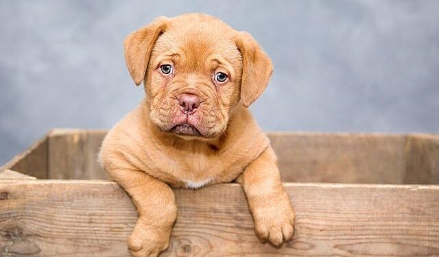 Essential Guide to the New Stricter Dog Regulations for Entering the US!