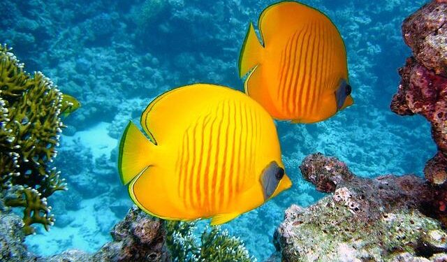 Unveiling the Secrets of America’s Breathtaking Coral Reefs!