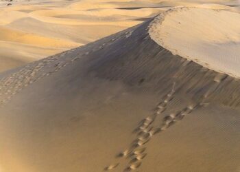 Unveiling the Secrets of a Desert Island: An Adventure of a Lifetime!