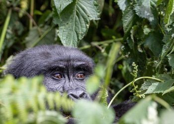 Vast 370,000-Acre Rainforest and Majestic Granite Peaks in French Guiana Preserved for Generations to Come!