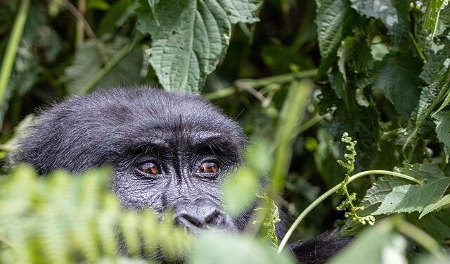Vast 370,000-Acre Rainforest and Majestic Granite Peaks in French Guiana Preserved for Generations to Come!