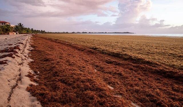 Riding the Wave: The Impact of Sargassum on Caribbean Beaches
