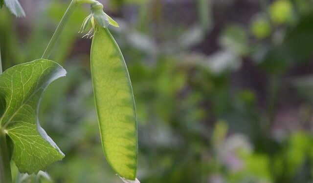 Get Ready for a Thrilling Experience: Jamaican Sensation ‘Stew Peas’ Makes Its U.S. Debut in Maryland!