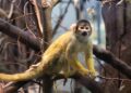 St. Kitts’ Monkey Dilemma: When a Beloved Attraction Becomes a Growing Concern