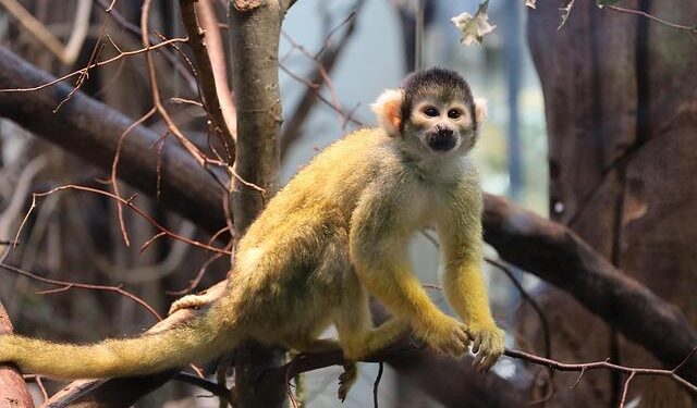 St. Kitts’ Monkey Dilemma: When a Beloved Attraction Becomes a Growing Concern