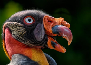 Majestic King Vultures Take Flight in Costa Rica!
