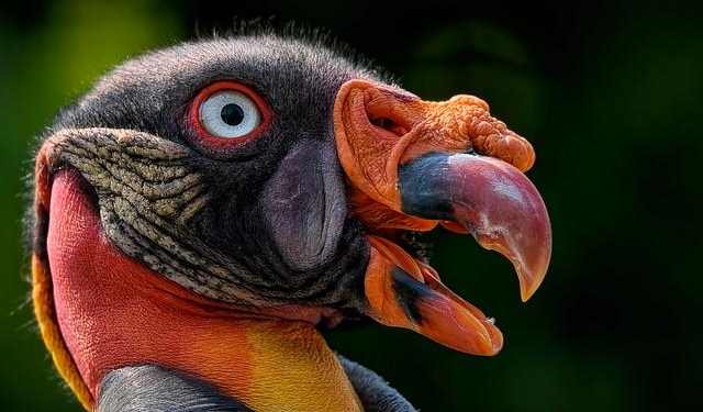 Majestic King Vultures Take Flight in Costa Rica!