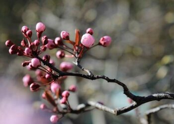 Get Ready for a Taste Adventure: June Plums from Grenada Are on Their Way to the US!