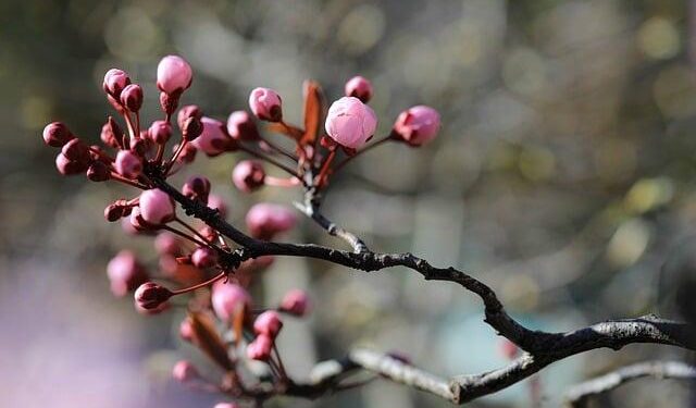 Get Ready for a Taste Adventure: June Plums from Grenada Are on Their Way to the US!