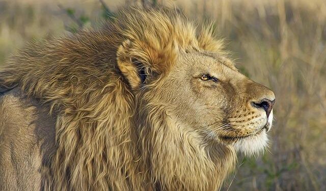 Uncover the Enchanting Jungle Paradise of South America!