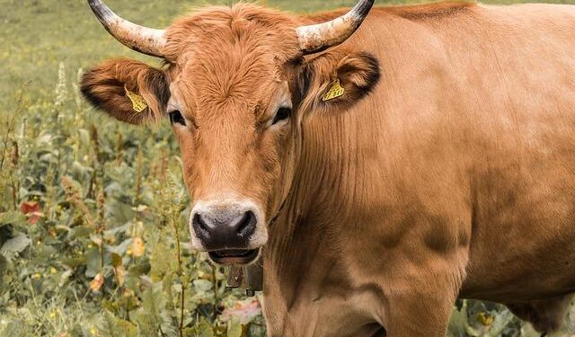Mastering the Art of Identifying U.S. Beef: Your Ultimate Guide!