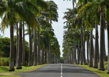 LIAT Unveils Thrilling New Route from Guadeloupe to Montego Bay, Strengthening Caribbean Travel!