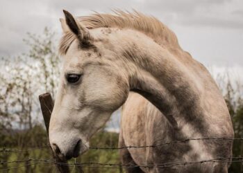 Wild Horses in Colorado: The Heated Debate Over Herd Reduction Efforts