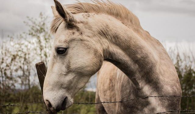 Wild Horses in Colorado: The Heated Debate Over Herd Reduction Efforts