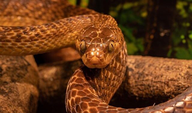Unveiling the Hidden Secrets: What You Didn’t Know About Snakes in the Virgin Islands!
