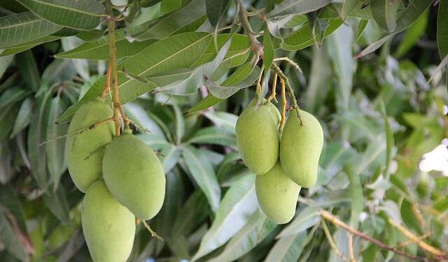 From Mangoes to Oil: Uncovering the Hidden Costs of the US-Cuba Trade Battle on Local Businesses