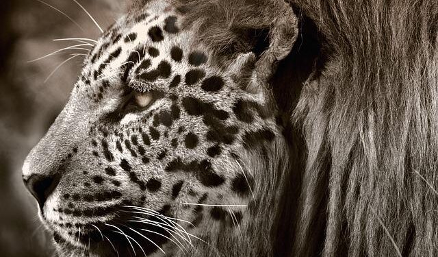 Mesmerizing Footage Captures a Rare Jaguar Exploring the Enchanting Sky Islands of Southern Arizona!
