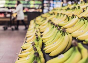 Transforming Sustainability: How the Banana Industry in Guadeloupe and Martinique is Leading the Way