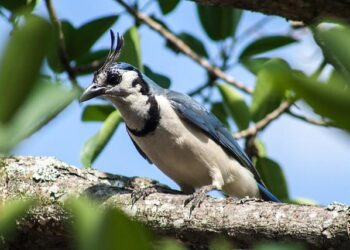 El Salvador: Surfing the Tides of Transformation – Chapter 5: Embracing a Revolutionary Barter System