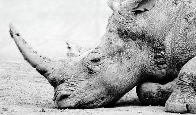 Unleash Your Spirit: Explore the Hidden Charms of Life in the Southern Caribbean
