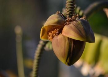 Guadeloupe’s Bananas: A Step Away from Organic Certification!