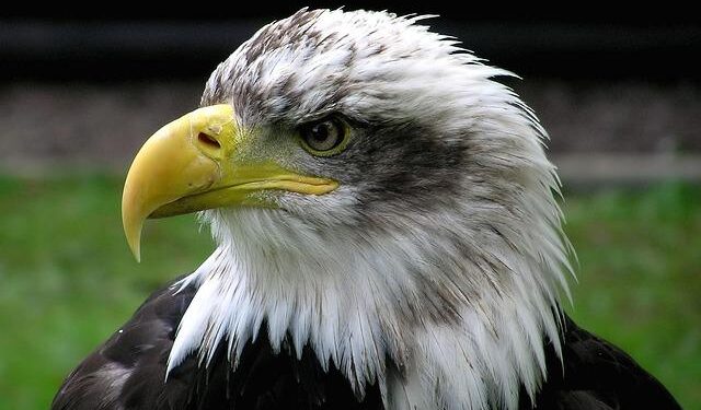 USA Men’s Eagles Ready to Spark Excitement at the Nations Cup in Colorado and North Carolina!