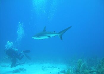 Bahamas Accuses ‘Rogue’ US Agents of Years of Unauthorized Activities