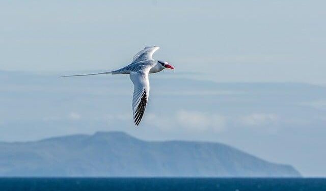 Uncover the Hidden Gem: North America’s Own Galapagos Just 50 Miles from LA!