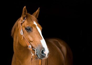Galloping Through Time: How Horses Shaped Human History
