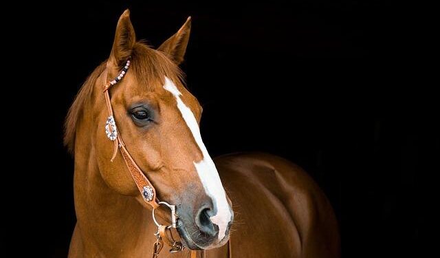 Galloping Through Time: How Horses Shaped Human History