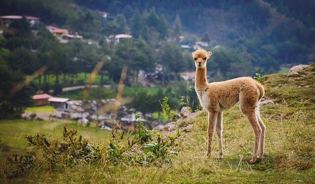 Peru and the U.S. Unite for an Exciting New Partnership!