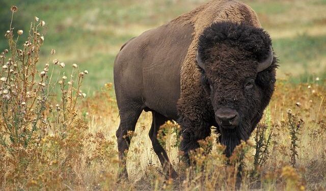 Embark on an Exciting Journey: The Wild America Nature Festival is Back at Panama Rocks This Weekend!
