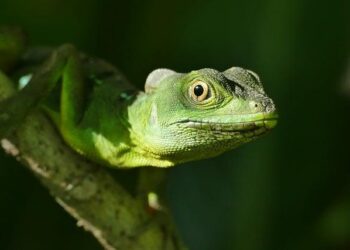 September 2026: A Shift in Air Arrivals to Costa Rica and Its Impact on Tourism