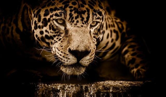 Rare Jaguar Spotted in Arizona: A Majestic Wildlife Encounter!